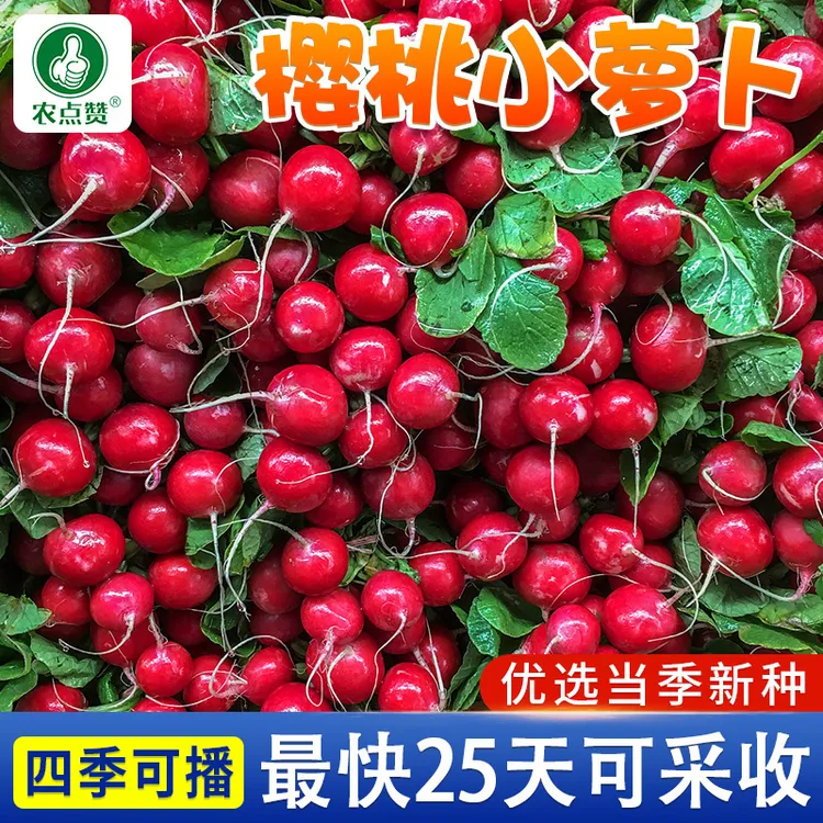 樱桃萝卜种子 红皮水果甜脆红萝卜种籽四季阳台盆栽早熟蔬菜种籽