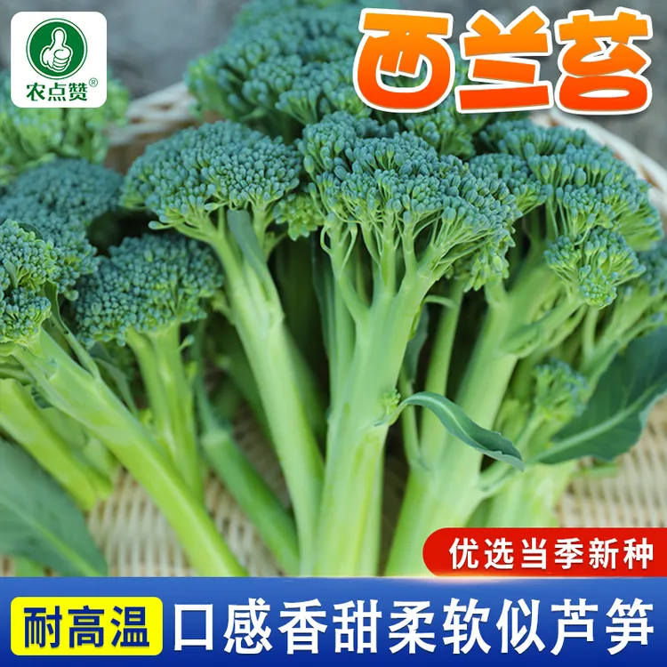 西兰苔种子 西洋芥兰种籽小西蓝花芥蓝菜苔菜心四季蔬菜高产