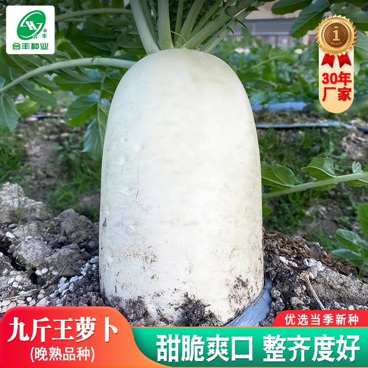 九斤王种子 特大白萝卜种子秋冬播种蔬菜种籽农家菜园耐寒种子