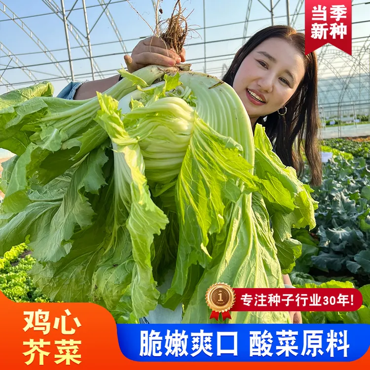 鸡心芥菜种子 秋季腌菜包心酸菜家庭园艺蔬菜种子