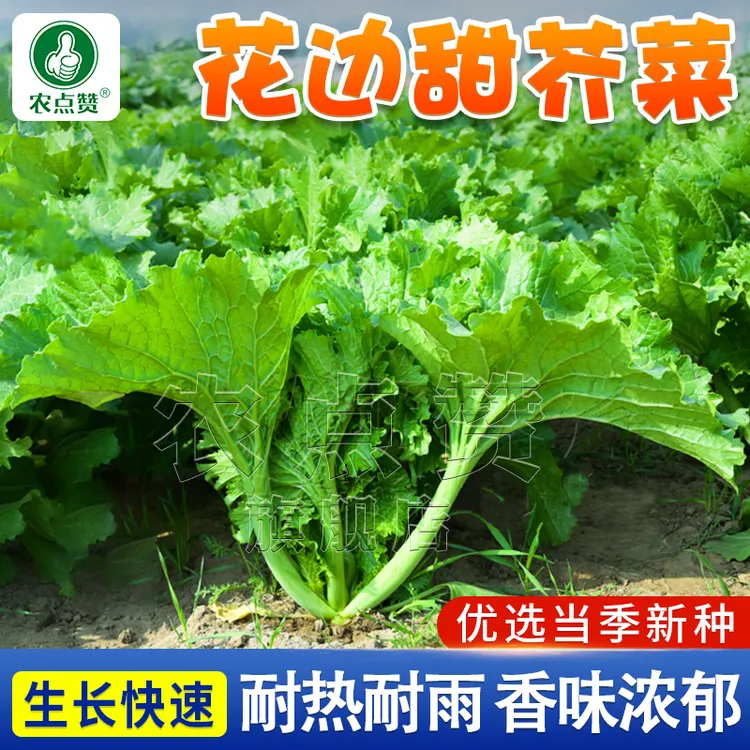 饺子菜花边甜芥菜种子四季庭院阳台盆栽易种花边蔬菜种籽