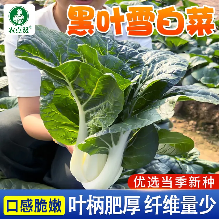 黑叶雪白菜种子 奶白菜种子矮脚小白菜阳台田园易种蔬菜青菜种籽