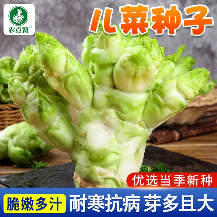 儿菜种子芥菜种籽宝宝菜秋季播泡菜蔬菜种子四川特大儿菜抱儿菜孑