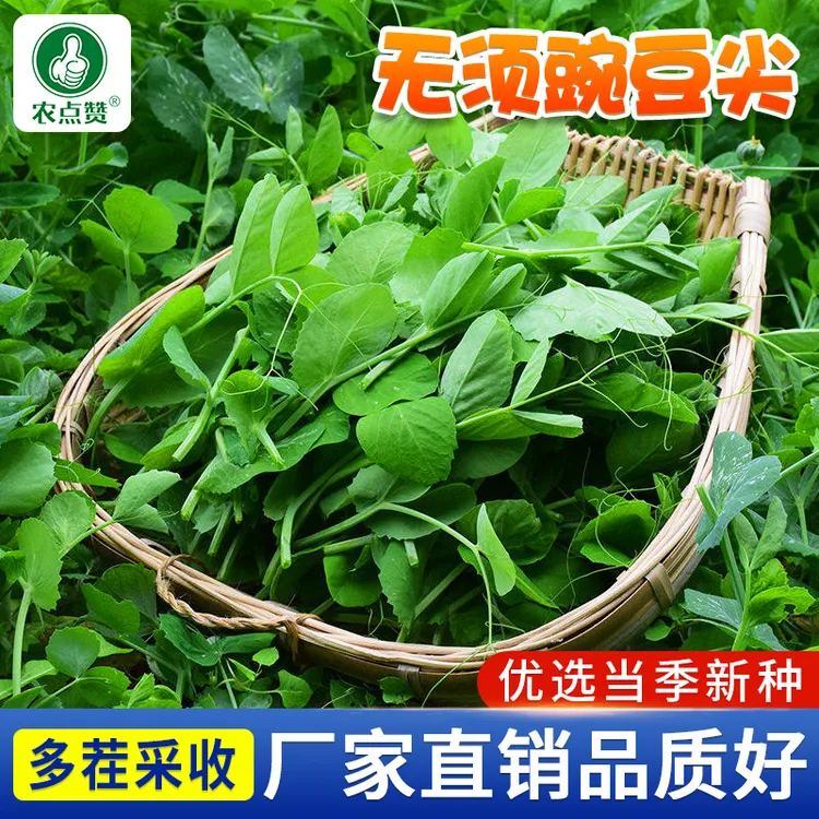 豌豆尖种子四季种植无须豌豆苗培土培阳台盆栽龙须荷兰豆种籽蔬菜