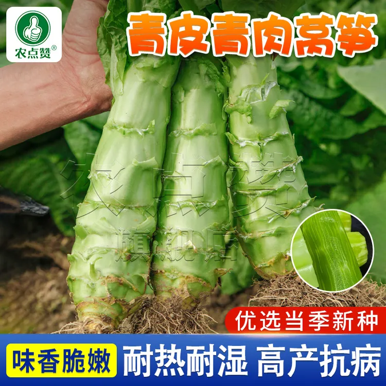 香莴笋种子 青皮青肉清香莴笋种籽四季农家莴苣蔬菜种子播种简单