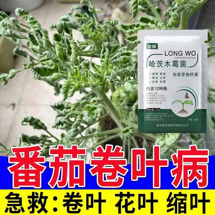番茄卷叶病专用番茄霜霉灰霉炭疽黑斑病菌清通用西红柿专用叶面肥