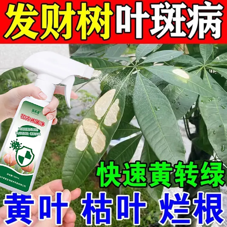 发财树叶斑病专用抑菌剂叶子发黄白粉白斑褐斑炭疽专用营养液肥料