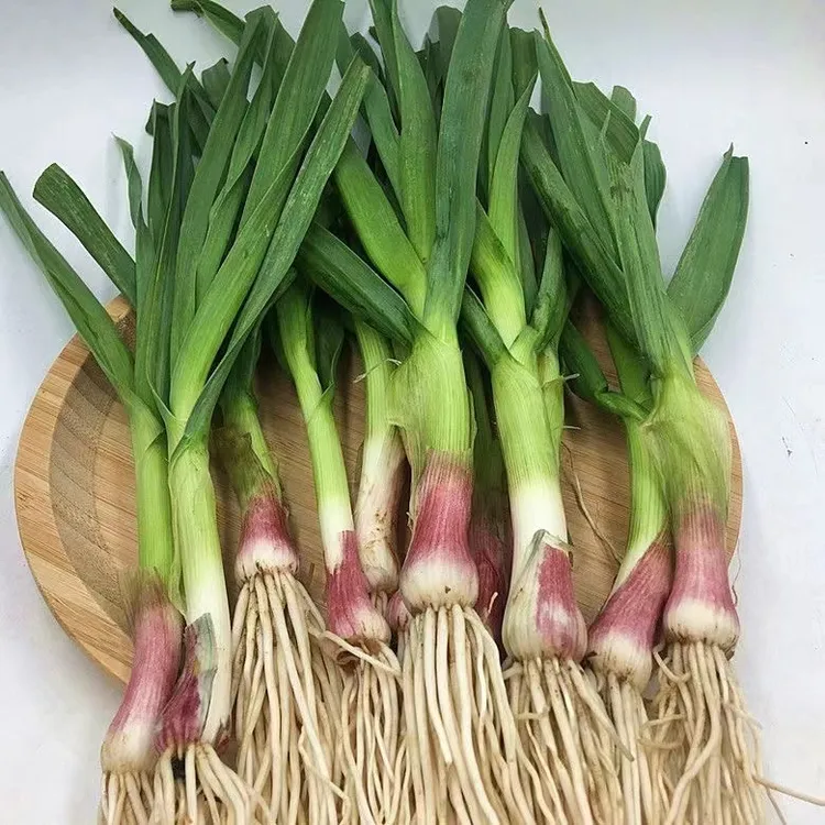大蒜苗新鲜蔬菜农家自种香蒜现挖露天带泥紫蒜苗调味品