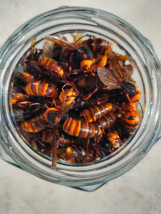 100只金环虎头蜂大马蜂地蜂胡蜂现抓活蜂蜂王快递（加送10只小的）