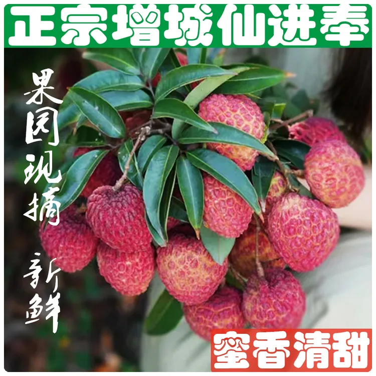 【增城仙进奉荔枝】肉厚清甜核小鲜荔枝当季孕妇水果礼盒装新鲜蜜香