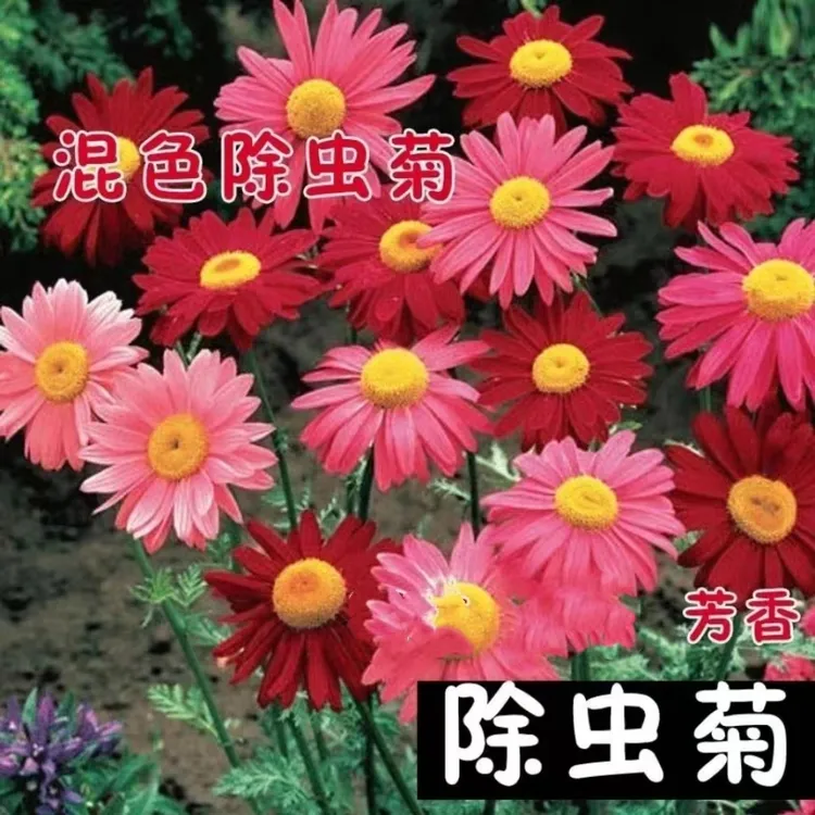 【除虫菊种子】四季播种四季多色阳台庭院种植春季新手可养混色好养