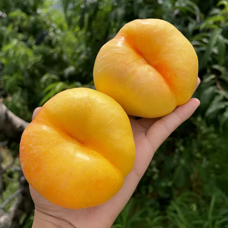 【顺丰包邮】山东蒙阴蜜桃黄金油蟠桃新鲜脆甜多汁 果园产地直发