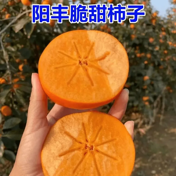 脆甜柿子树苗盆栽火晶柿子苗嫁接南北方种地栽无核柿子树当年结果