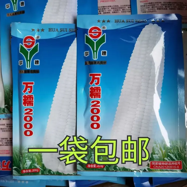 万糯2000万糯188正宗黑大头苏州青矮脚青梗菜四季耐冬耐热小青菜