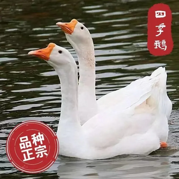 农家散养大白鹅肉质不腥不柴   营养丰富   生鲜发货