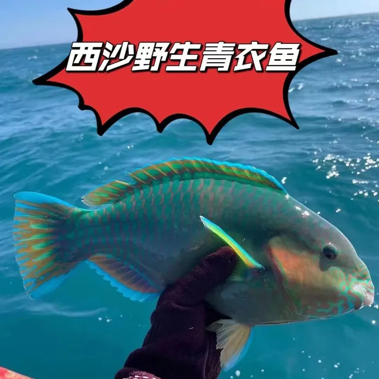 5斤包邮海钓海捕深海新鲜青衣鱼珊瑚瞧海鹦鹉鱼新鲜深海鱼鹦嘴鱼