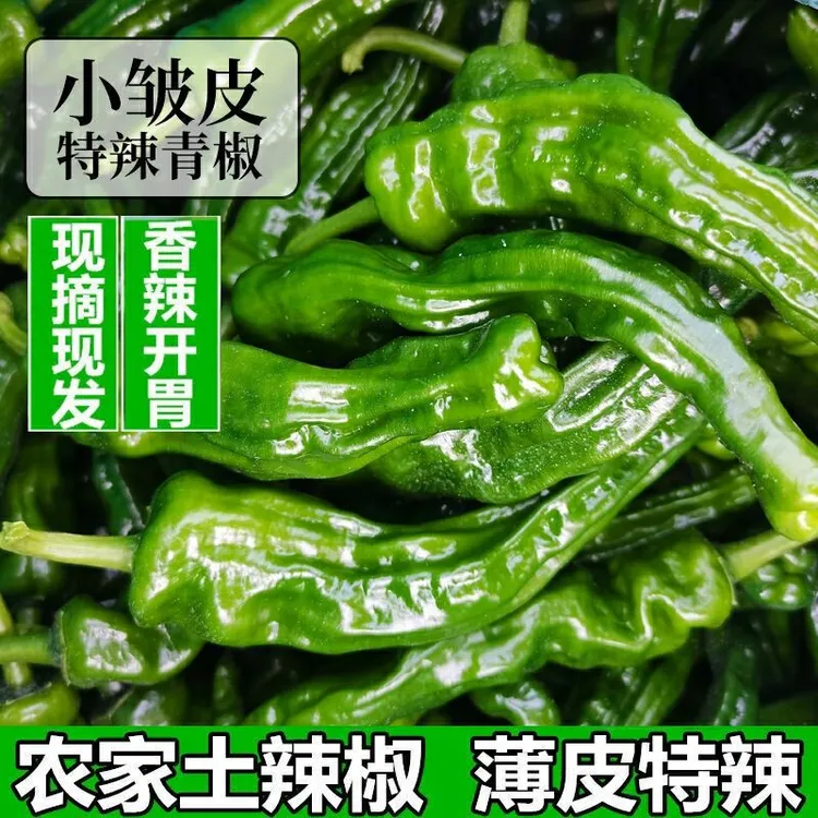 特辣辣椒新鲜青椒特辣小皱皮辣椒薄皮青辣现摘现发蔬菜农家自种