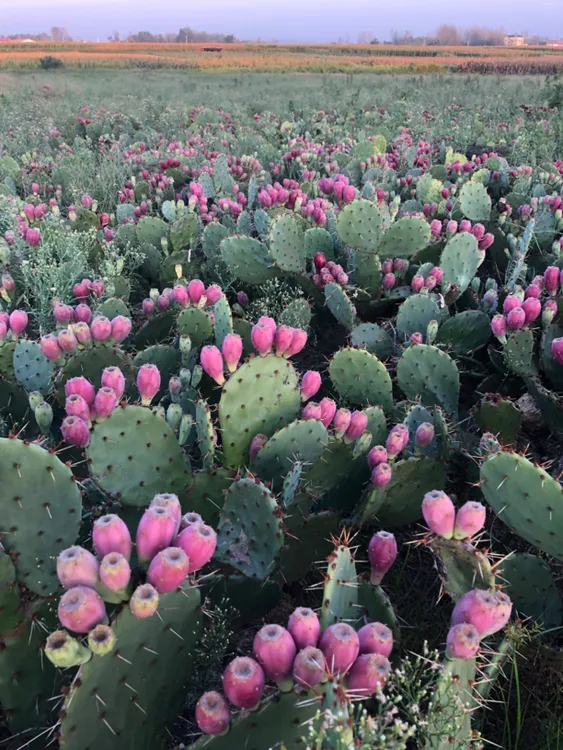 虎头团扇仙人掌开花结果繁殖快结果多耐低温