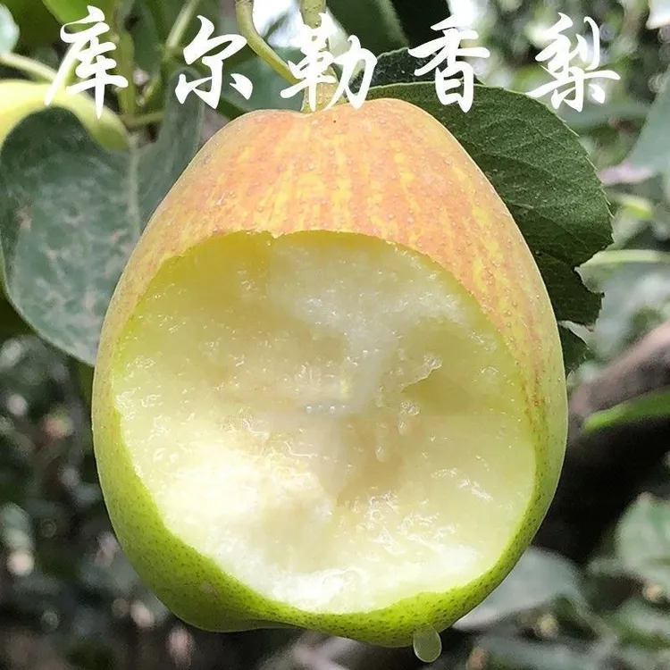 正宗库尔勒香梨树苗 嫁接梨树苗 新疆香梨树苗  库尔勒香梨苗汁多