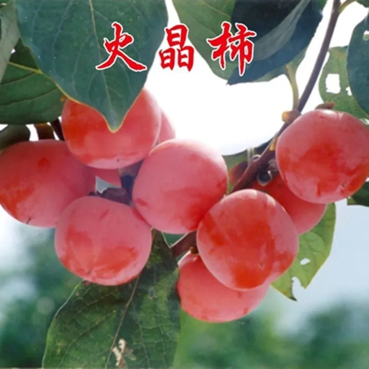 火晶柿子苗树嫁接特大无核脆甜柿黑柿当年结果盆栽地栽柿子树果苗