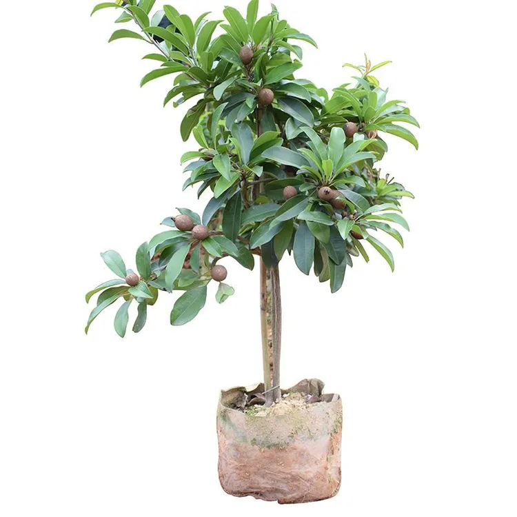 人心果树苗适合阳台庭院种植