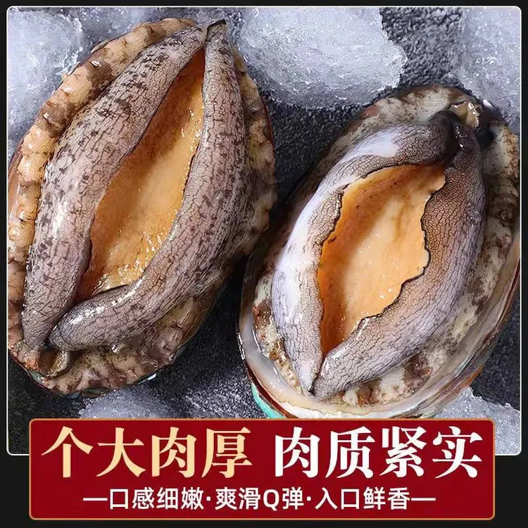 莲姐推荐    日照发货   鲜活速冻   鲍鱼   27g/个  包邮