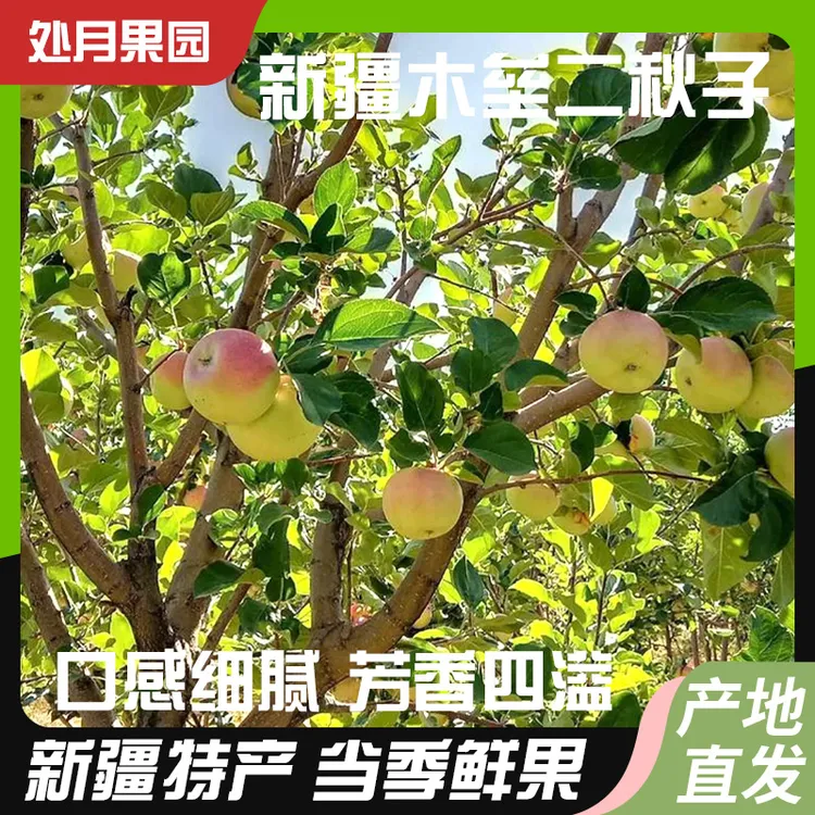 正宗新疆木垒秋丽梦苹果新鲜水果原生态二秋子整箱芳香四溢细腻