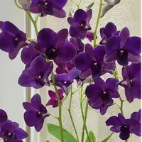 大紫眸 【秋石斛】紫色爆花耐寒好养花期长云南鲜花绿植