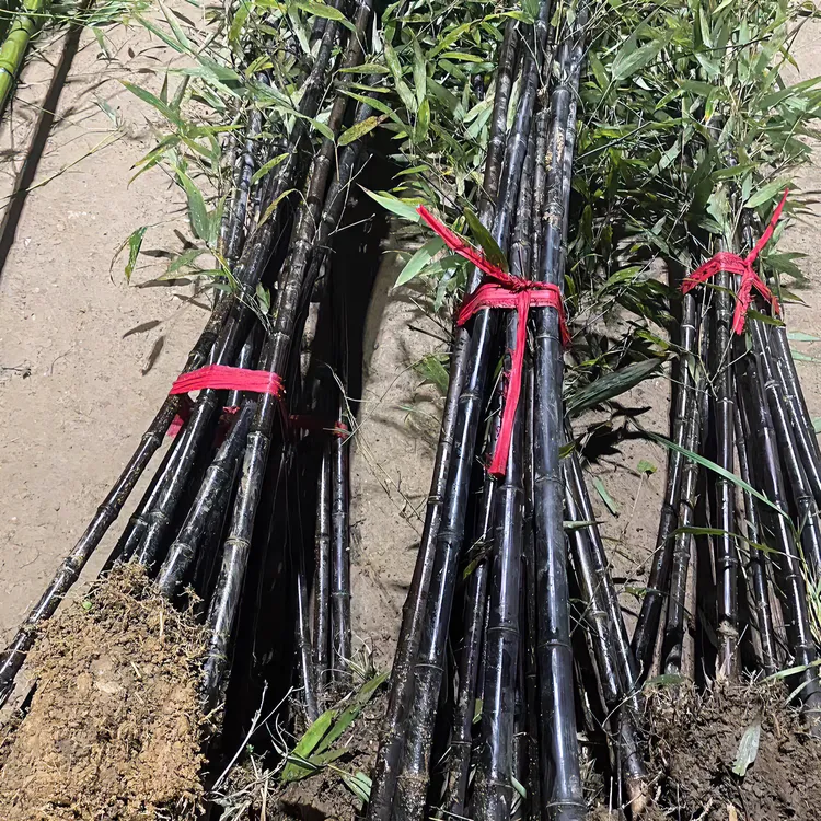 紫竹  黑竹 墨竹 盆栽 地栽 绿篱 隔断 公园 绿化 景观 四季常青
