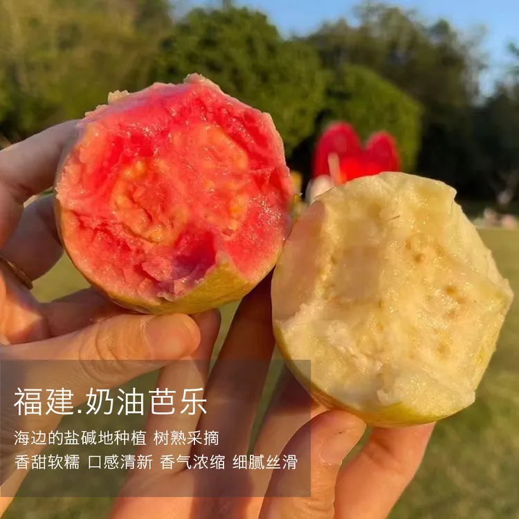 【顺丰包邮】福建特产树熟红心芭乐 奶油芭乐4.8斤番石榴农家产地