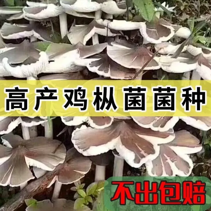 高产鸡枞菌新鲜菌种家种家庭种植野生斗鸡公菌种室内外可种