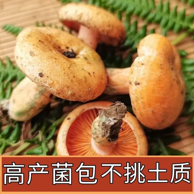 野生黄纵菌乌纵菌种菌包居家庭院种植枞树菌松树菌新鲜蘑菇菌种包