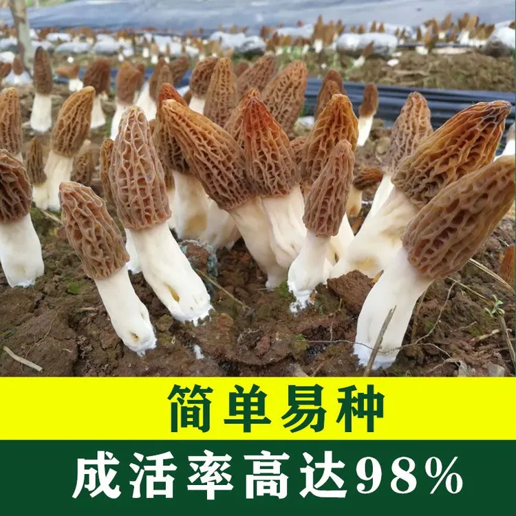 野生羊肚菌菌种包菌种家种速产羊肚菌新鲜菌种菌包食用菌阳台庭院