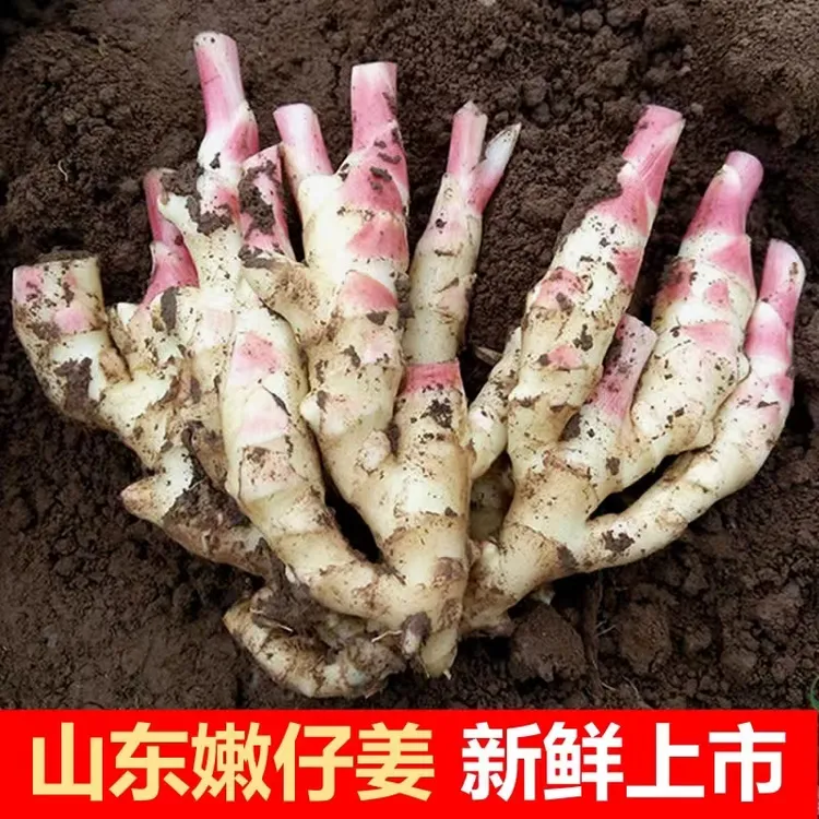  【顺丰包邮】山东红芽嫩姜新姜嫩姜仔姜新鲜姜芽嫩姜当天挖当天发