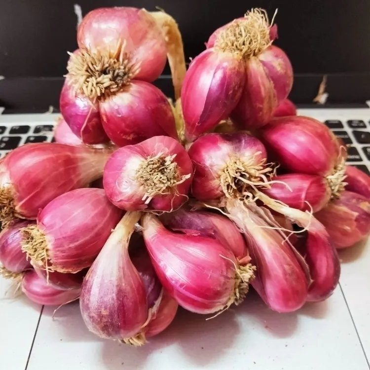 食香九镇四川红葱头小香葱小火葱四季干葱头橱房生鲜蔬菜