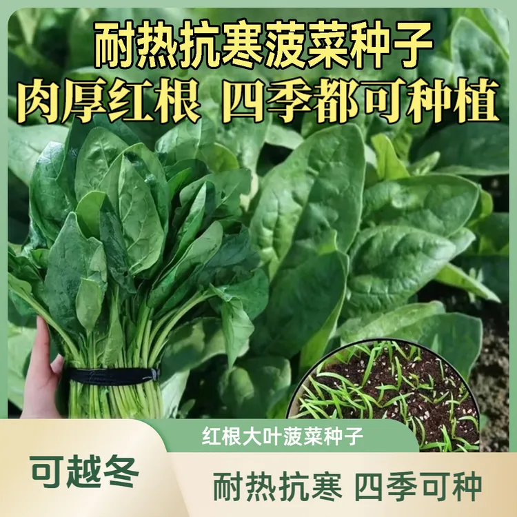 耐热抗寒【菠菜种子】耐热抗寒耐抽苔菠菜种子盆栽地栽种植四季种子