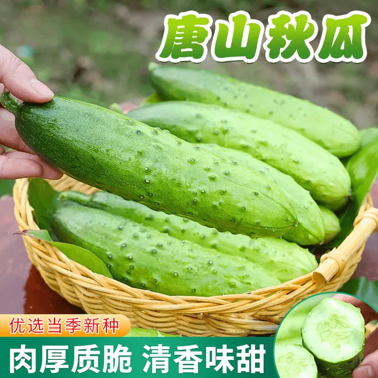 【唐山秋瓜种子】夏季耐热老品种黄瓜种籽庭院盆栽蔬菜四季简单种植商品图