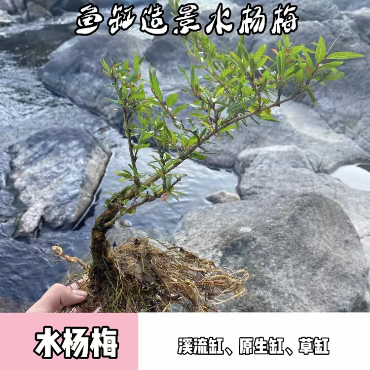 鱼缸造景 观赏植物 绿植盆栽 可水培土培 创意微景观假山书桌修剪