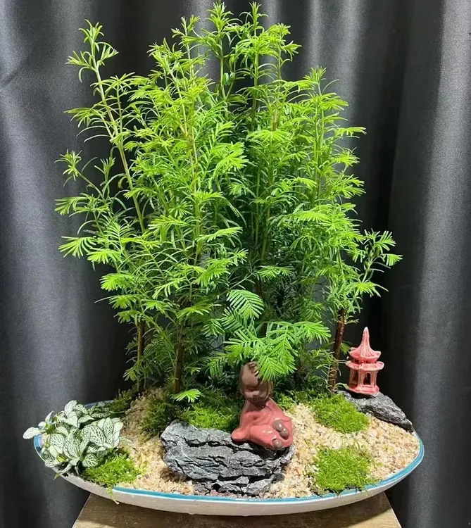 水杉原生溪流鱼缸草缸盆景栽培微桌面盆景