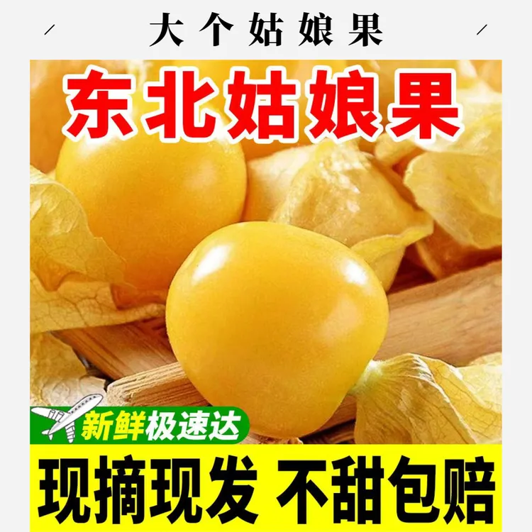 中大果】黑龙江新鲜菇娘果东北香甜大果灯笼果应季水果产地发货
