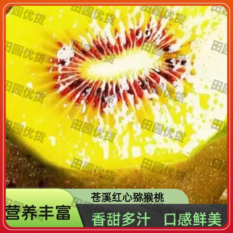 【苍溪红心猕猴桃】原产地果园直发新鲜猕猴桃香甜多汁口感鲜美