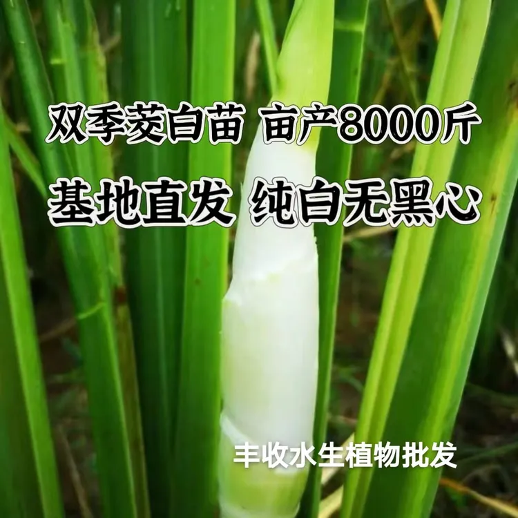 特早熟茭白苗双季茭白苗茭瓜苗高笋种苗高瓜苗当天现挖苗包邮