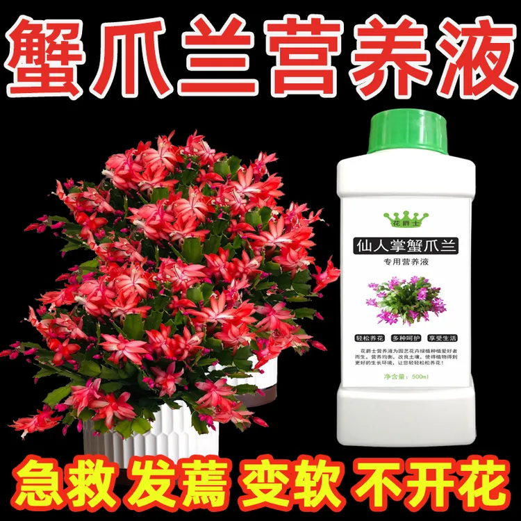 蟹爪兰专用营养液催花促开花肥料专用肥叶子发蔫变软干瘪怎样补救商品图