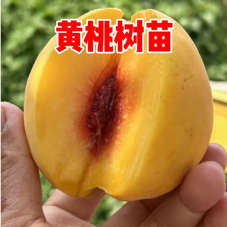 黄桃树包邮晚熟桃子