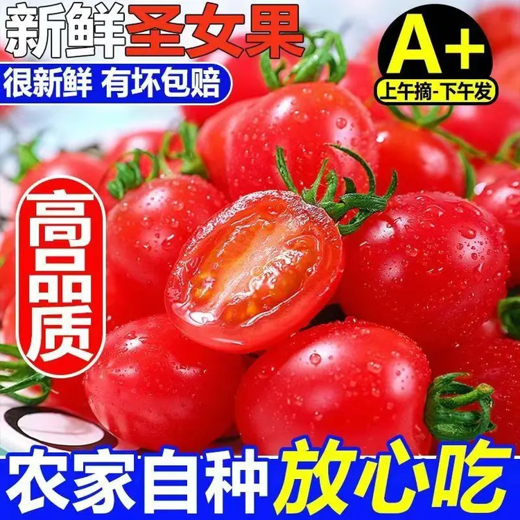 广西百色农家自种圣女果小番茄新鲜现摘水果