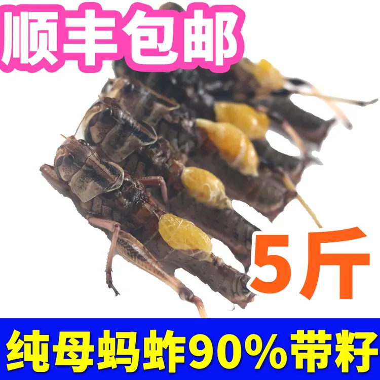 纯母去翅带籽率高蚂蚱油炸烧烤商用鲜活体速冻当季昆虫高蛋白蚱蜢