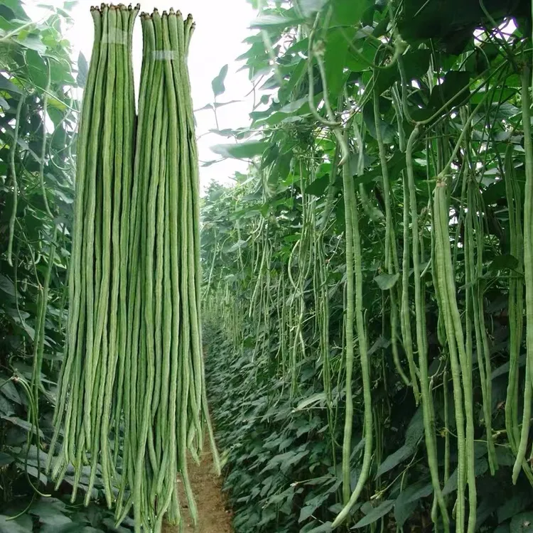 拍三送一特长豇豆无架豆种子耐热高产适合春秋家庭种植蔬菜种子