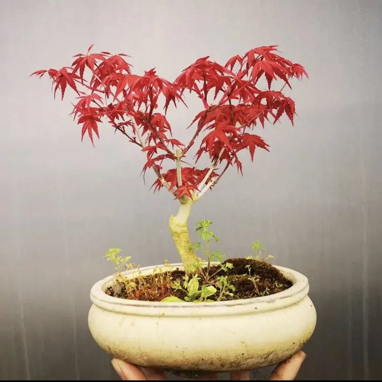 日本红枫红舞姬老桩盆景四季红枫盆景矮化黄金枫客厅室内盆栽植物