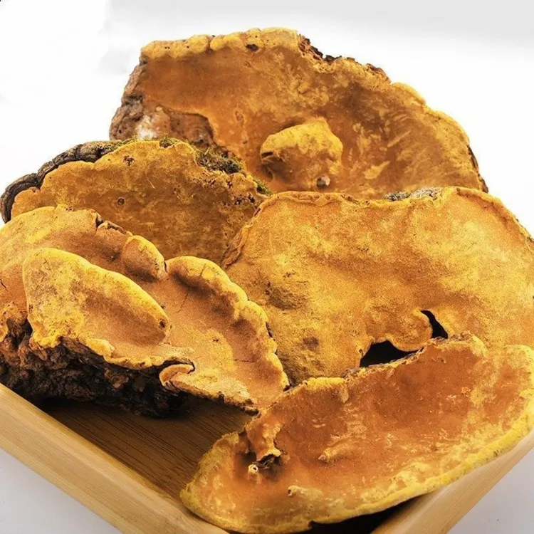 长白山人参小于精选桑黄250/500克