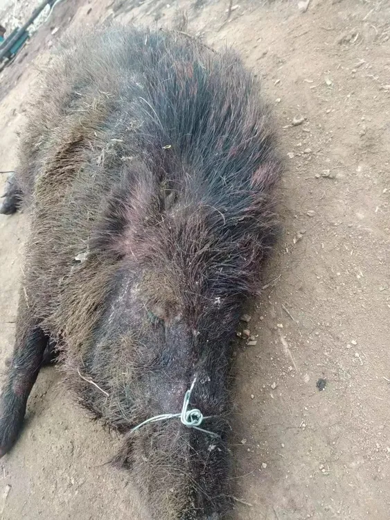 放养黑猪肉后腿肉5斤